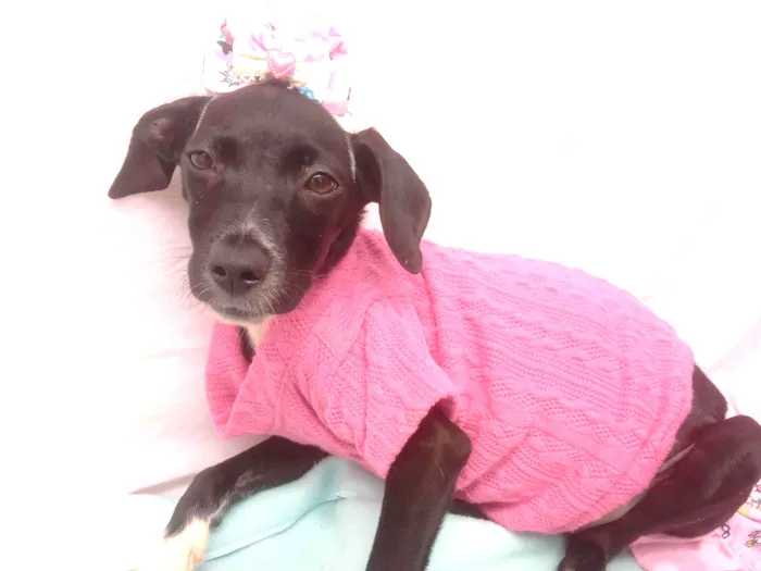 Cachorro raça Srd idade 2 a 6 meses nome Juju