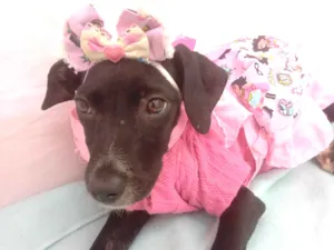 Cachorro raça Srd idade 2 a 6 meses nome Juju