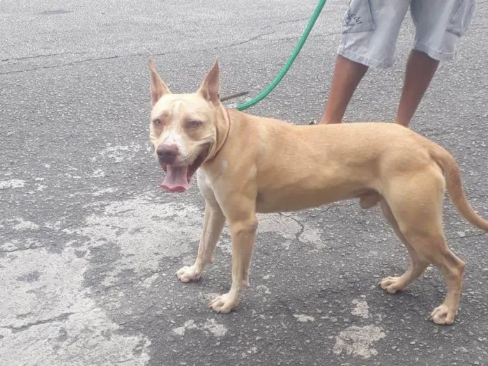 Cachorro ra a Mix Pitbull  idade 7 a 11 meses nome THOR