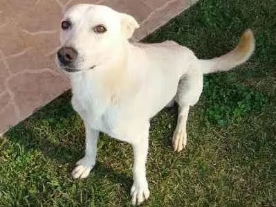 Cachorro ra a SRD-ViraLata idade 3 anos nome Luk