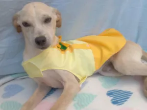 Cachorro raça SRD-ViraLata idade  nome Kiwi