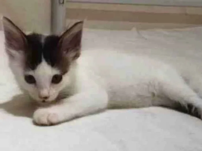Gato ra a  idade Abaixo de 2 meses nome Filhotes de gato