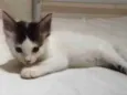 Filhotes de gato