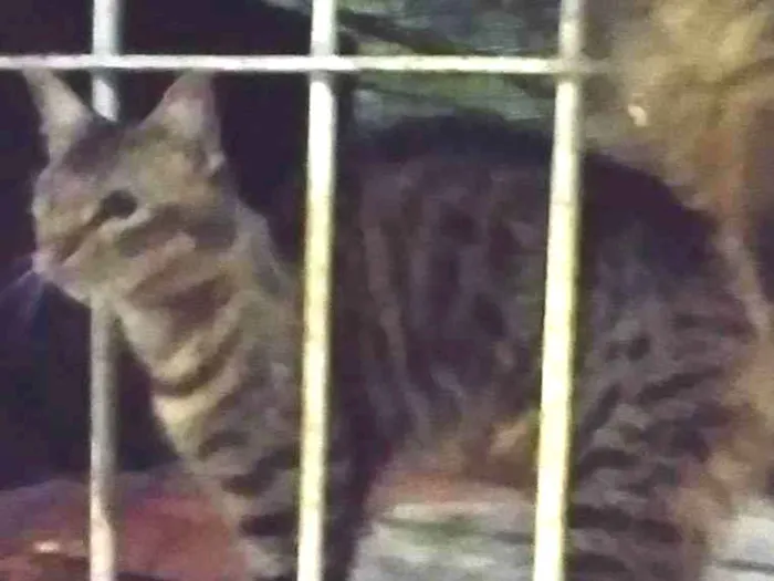 Gato ra a SRD-ViraLata idade 2 a 6 meses nome Pavão  ADOTADOOOOO