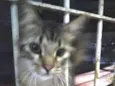 Pavão  ADOTADOOOOO