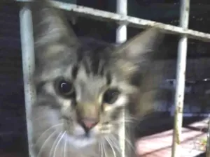 Gato raça SRD-ViraLata idade 2 a 6 meses nome Pavão  ADOTADOOOOO