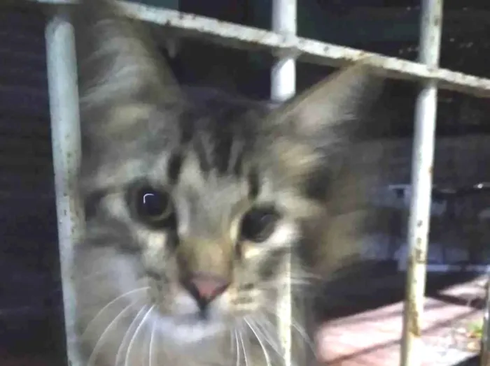 Gato ra a SRD-ViraLata idade 2 a 6 meses nome Pavão  ADOTADOOOOO