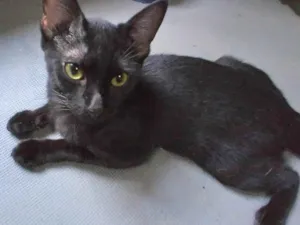 Gato raça SRD-ViraLata idade 2 a 6 meses nome O dono da Fofoca ADOTADO