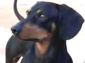 Cachorro raça Basset-Cofap idade 4 anos nome GRATIFICA - Pretinho
