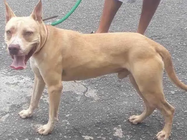 Cachorro ra a Mix Pitbull  idade 7 a 11 meses nome THOR