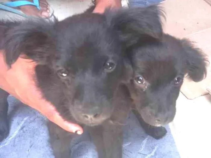 Cachorro ra a - idade 2 a 6 meses nome Frederico e Café 