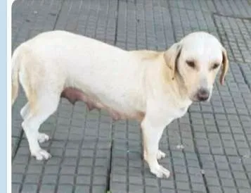 Cachorro raça SRD vira lata idade 2 anos nome Belinha