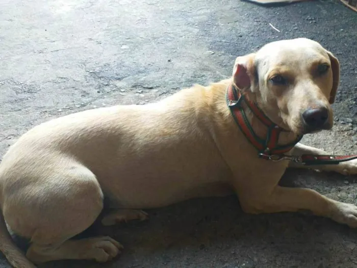 Cachorro raça SRD vira lata idade 2 anos nome Belinha