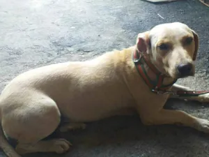 Cachorro raça SRD vira lata idade 2 anos nome Belinha