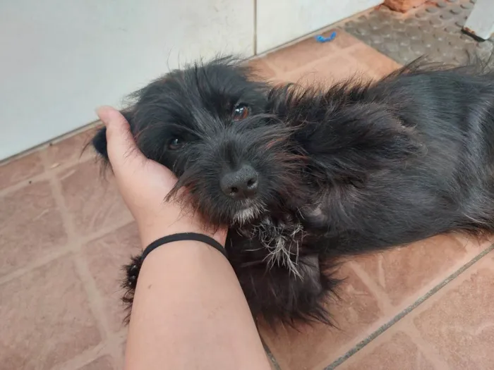 Cachorro raça Não sei bem idade 7 a 11 meses nome Neguinha