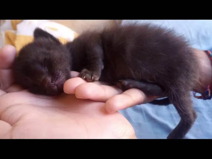 Gato ra a Bombaim idade Abaixo de 2 meses nome Sem nome