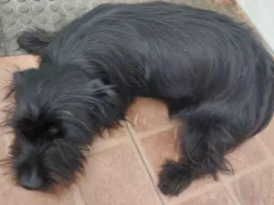 Cachorro raça Não sei bem idade 7 a 11 meses nome Neguinha