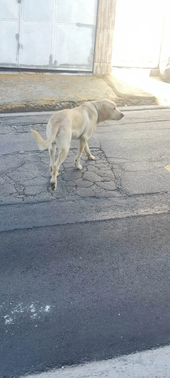 Cachorro ra a Labrador  idade 3 anos nome Não Sei 