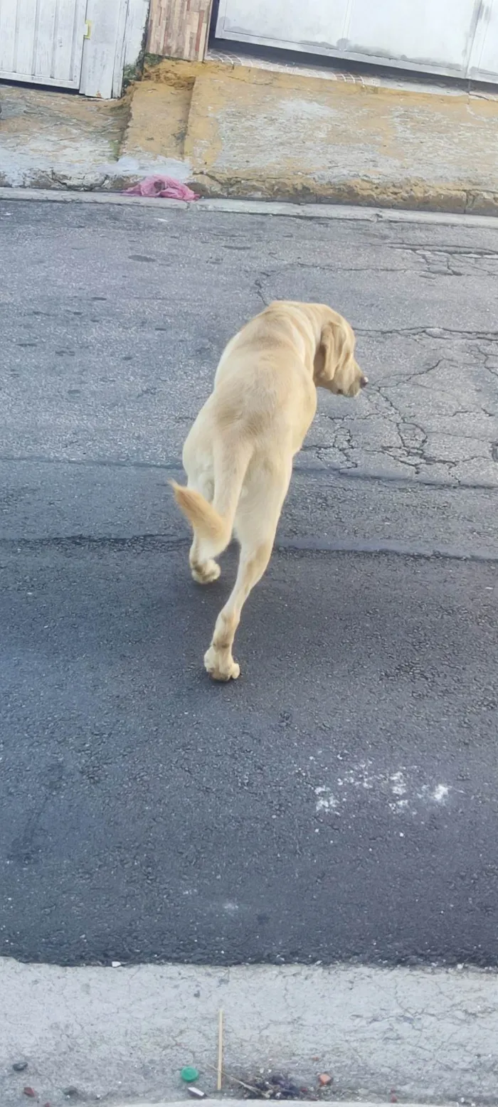 Cachorro ra a Labrador  idade 3 anos nome Não Sei 