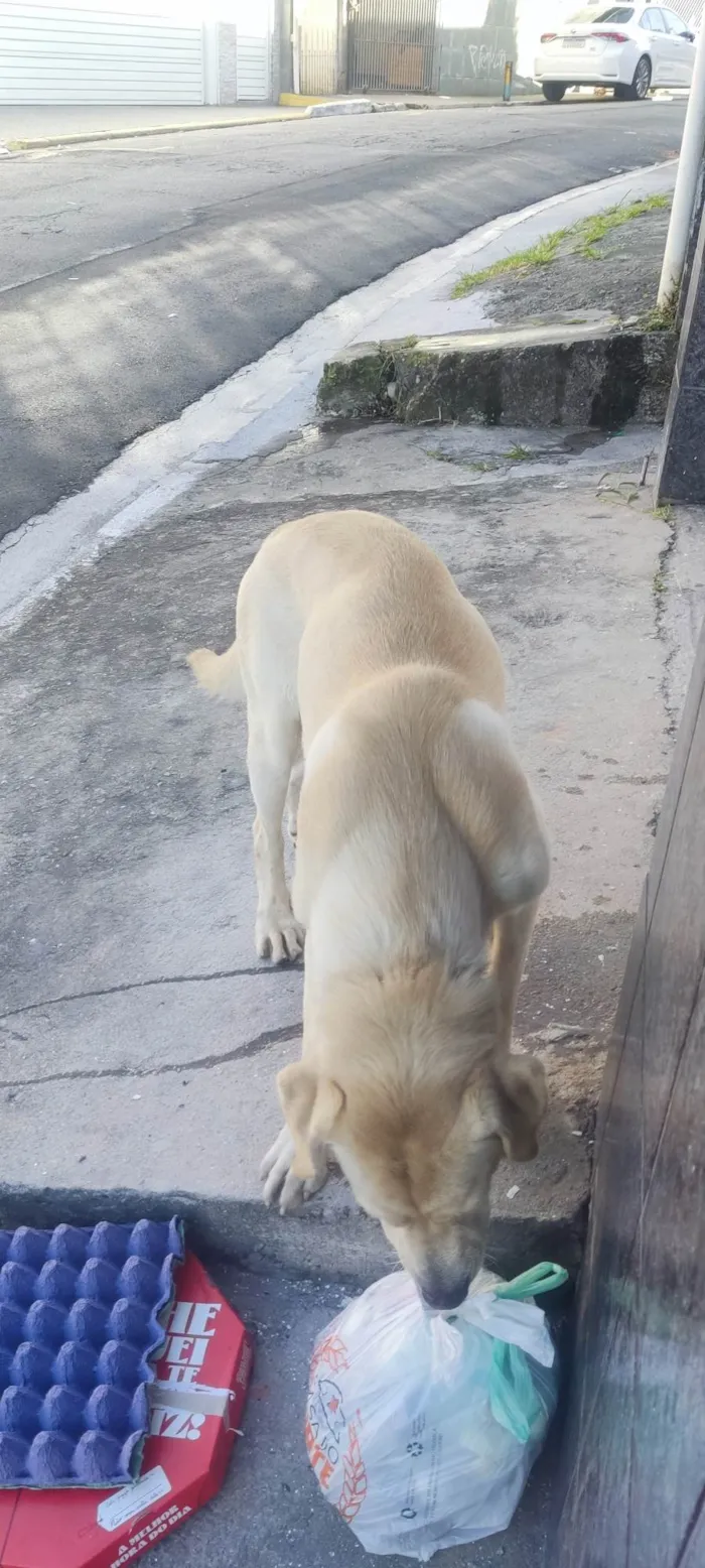 Cachorro ra a Labrador  idade 3 anos nome Não Sei 