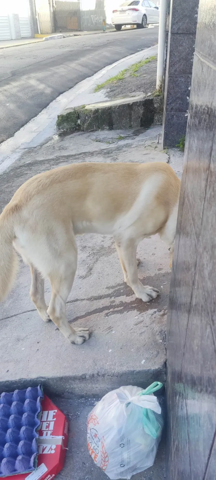 Cachorro ra a Labrador  idade 3 anos nome Não Sei 