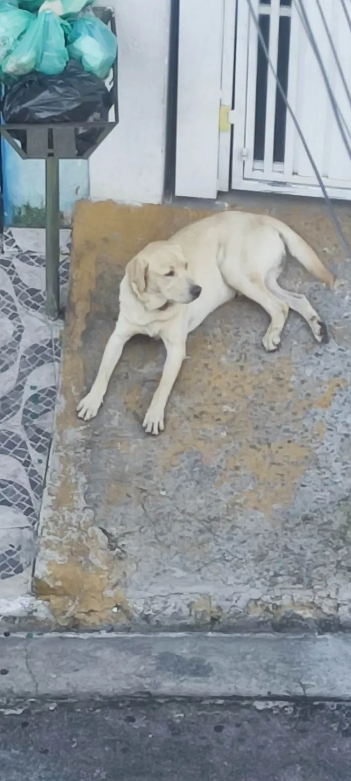 Cachorro ra a Labrador  idade 3 anos nome Não Sei 