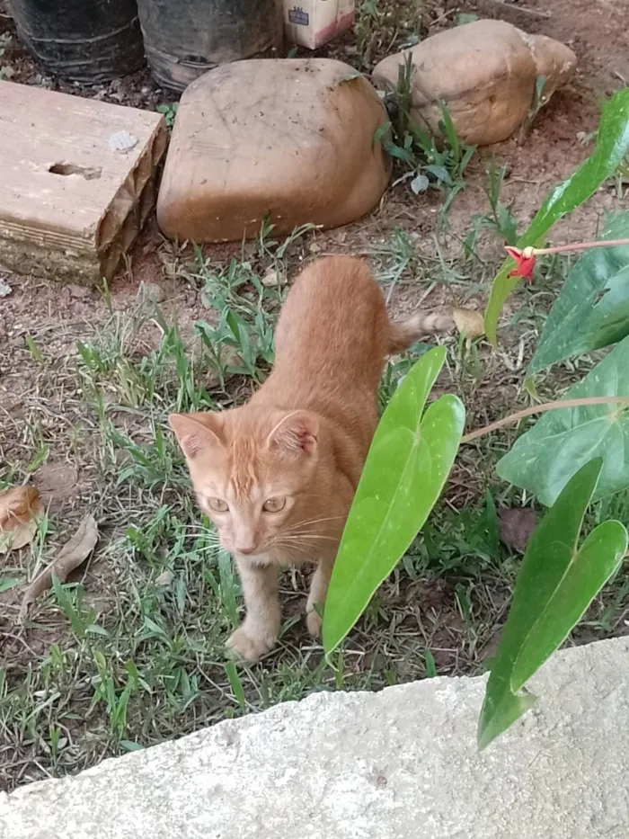 Gato ra a SRD-ViraLata idade 2 a 6 meses nome -