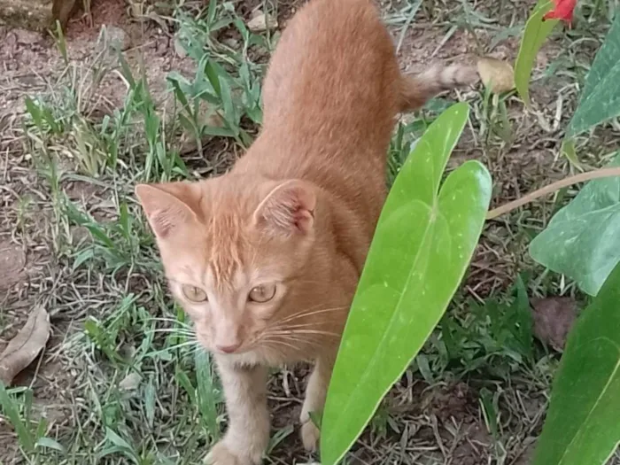 Gato ra a SRD-ViraLata idade 2 a 6 meses nome -