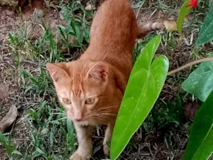 Gato raça SRD-ViraLata idade 2 a 6 meses nome -