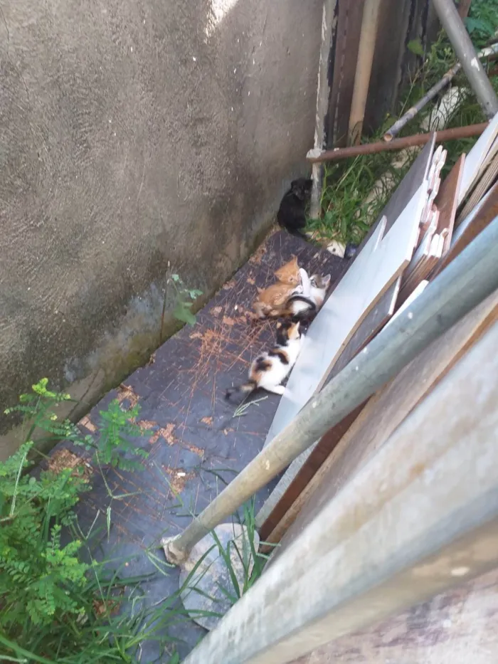 Gato ra a SRD-ViraLata idade 2 a 6 meses nome -