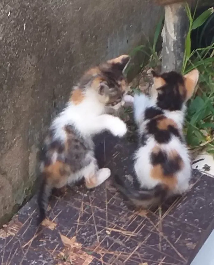 Gato ra a SRD-ViraLata idade 2 a 6 meses nome -