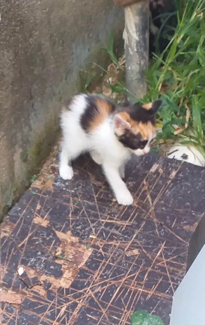 Gato ra a SRD-ViraLata idade 2 a 6 meses nome -