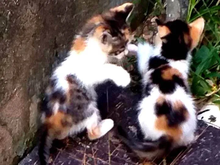 Gato ra a SRD-ViraLata idade 2 a 6 meses nome -