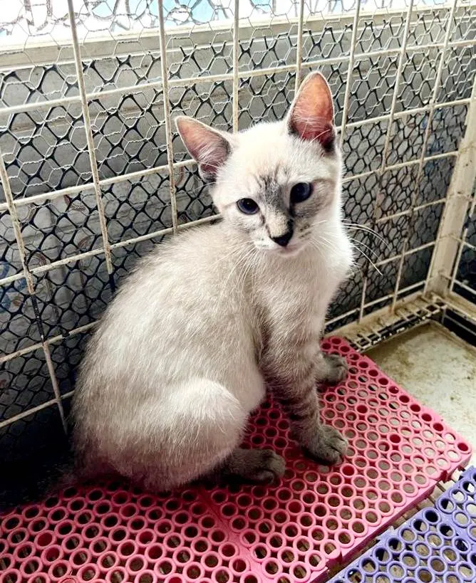 Gato raça Siamês idade 2 a 6 meses nome Sushi