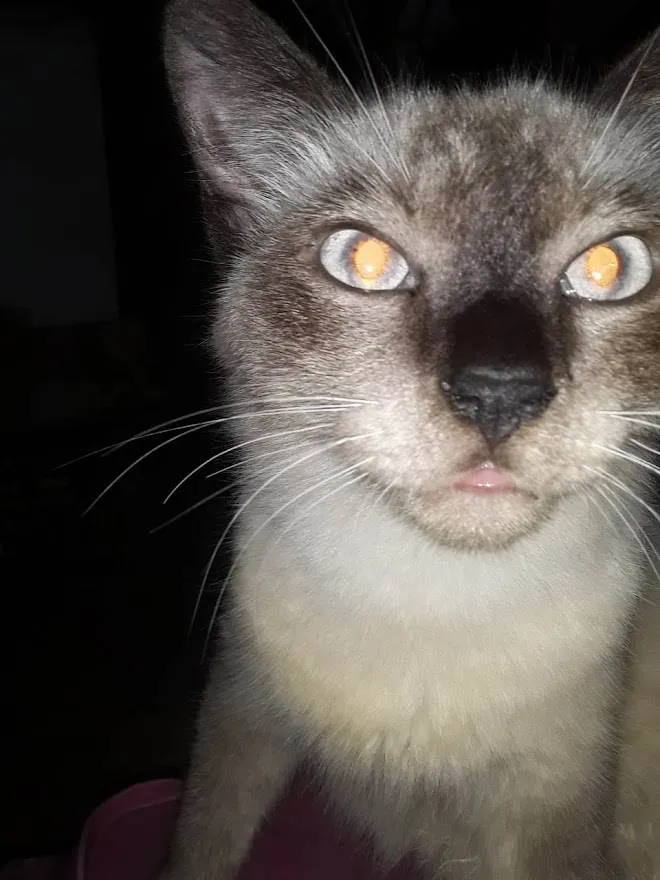 Gato ra a srd idade 7 a 11 meses nome filhotão