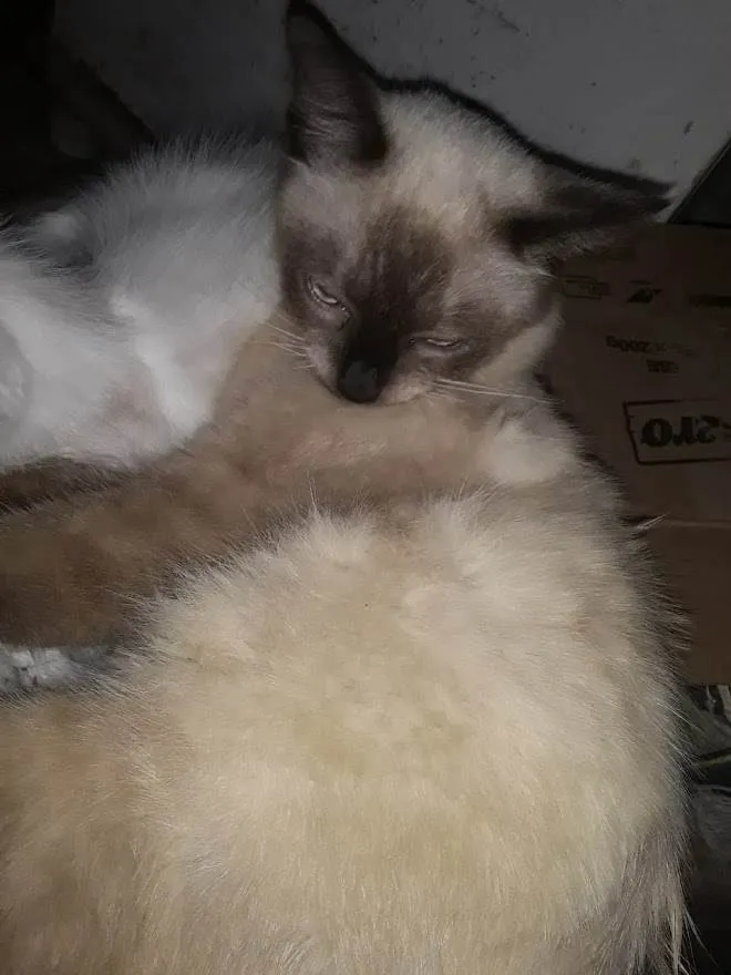 Gato ra a srd idade 7 a 11 meses nome filhotão