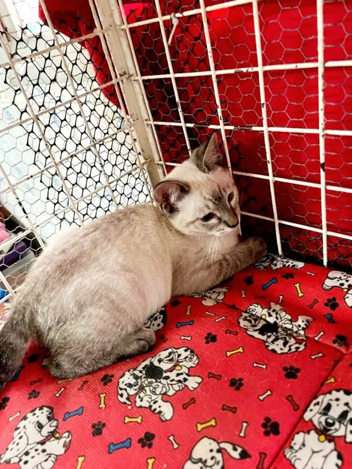 Gato raça Siamês idade 2 a 6 meses nome Sushi