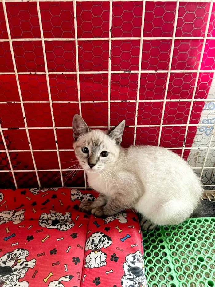 Gato raça Siamês idade 2 a 6 meses nome Sushi