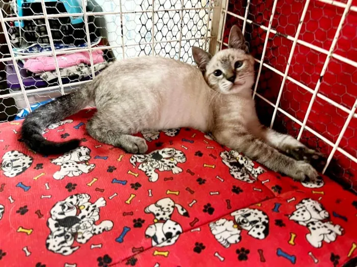 Gato raça Siamês idade 2 a 6 meses nome Sushi