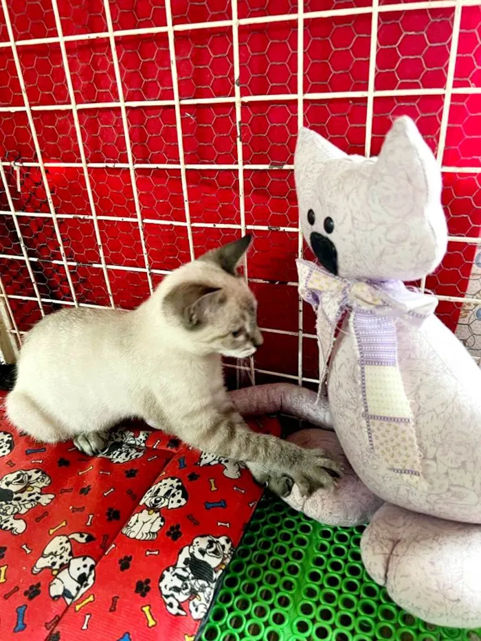 Gato raça Siamês idade 2 a 6 meses nome Sushi