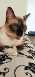 Donut