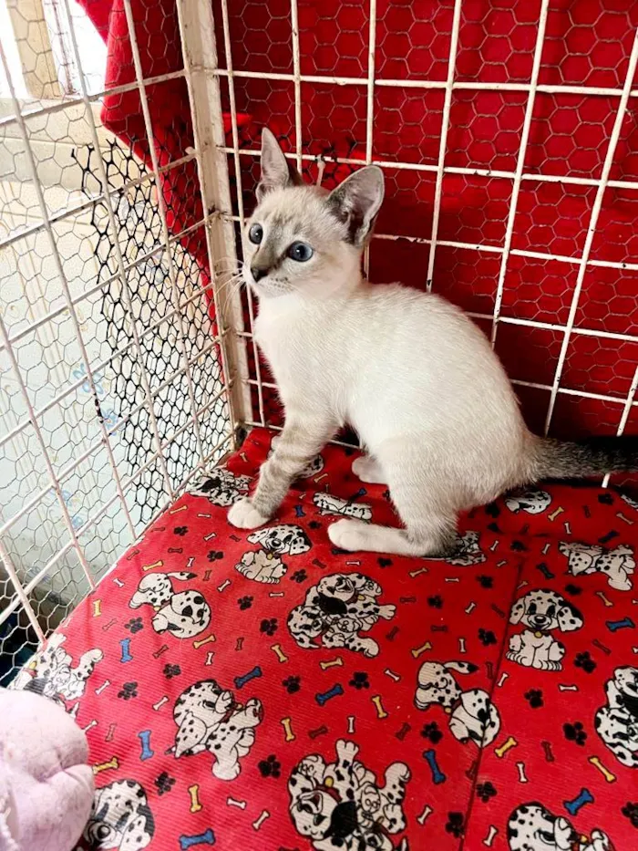 Gato raça Siamês idade 2 a 6 meses nome Hashi