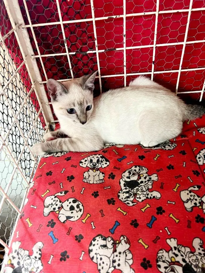 Gato raça Siamês idade 2 a 6 meses nome Hashi