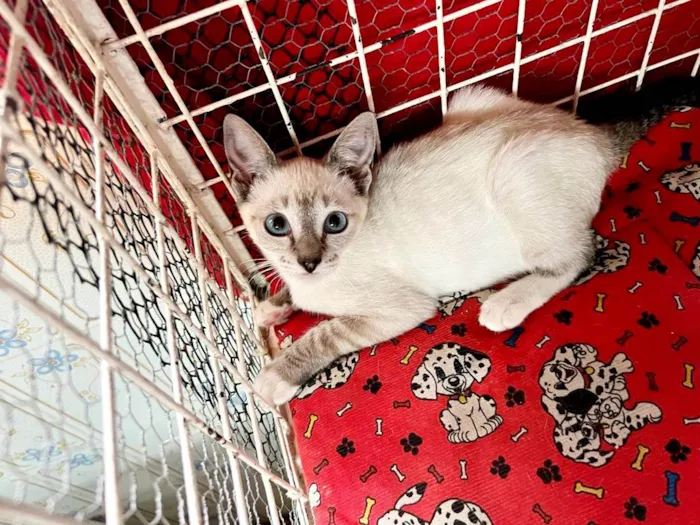 Gato raça Siamês idade 2 a 6 meses nome Hashi