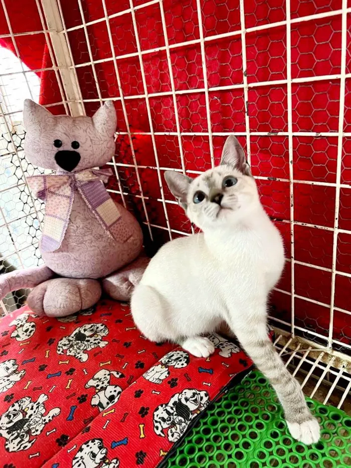 Gato raça Siamês idade 2 a 6 meses nome Hashi