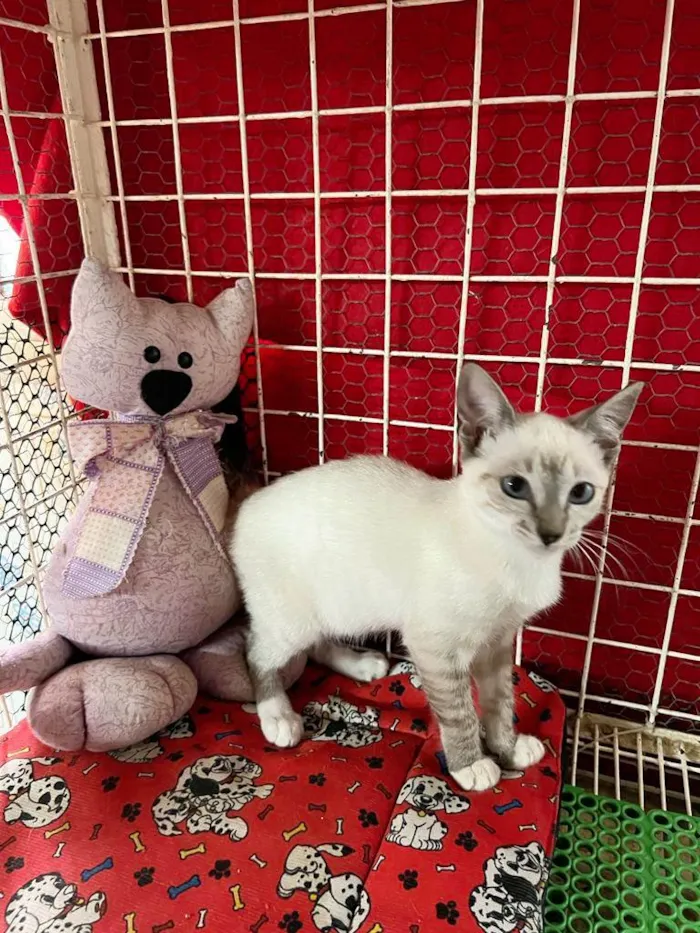 Gato raça Siamês idade 2 a 6 meses nome Hashi