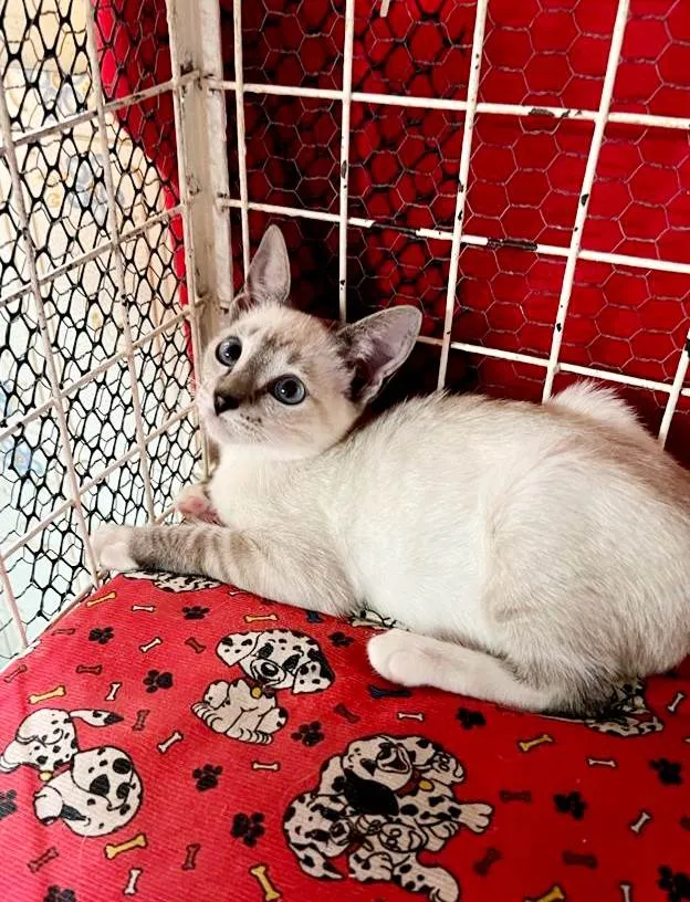 Gato raça Siamês idade 2 a 6 meses nome Hashi