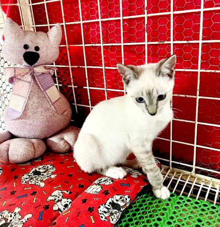 Gato raça Siamês idade 2 a 6 meses nome Hashi