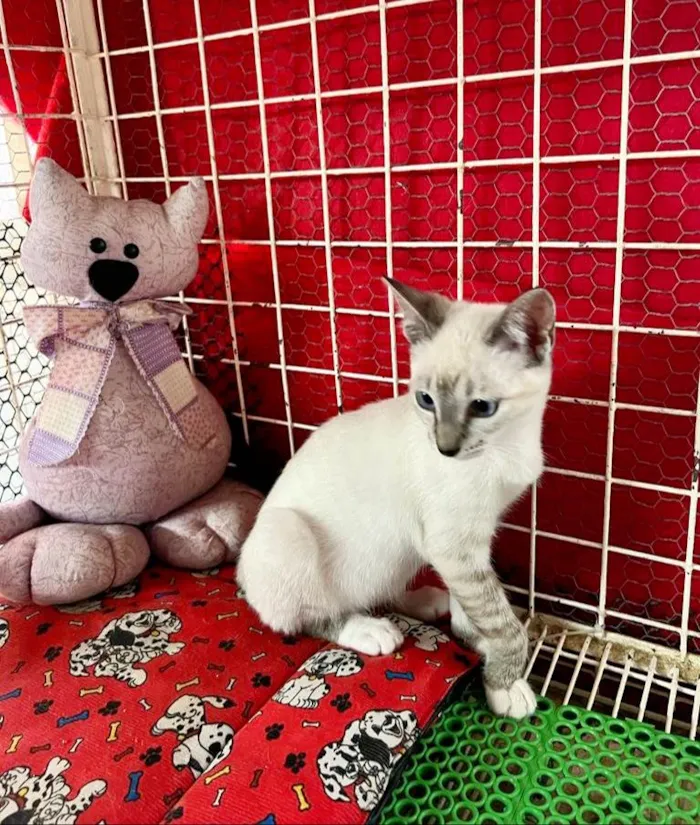 Gato raça Siamês idade 2 a 6 meses nome Hashi