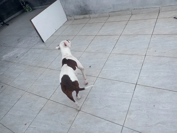 Cachorro ra a Pit-Bull idade 1 ano nome Amora